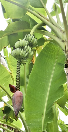 banana inflorescenceの写真素材