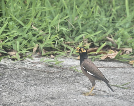 Common Myna;  Acridotheres tristisの写真素材