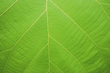 The pattern of the veins of Teak.の写真素材