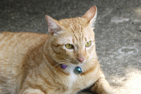 the eyes of catの写真素材