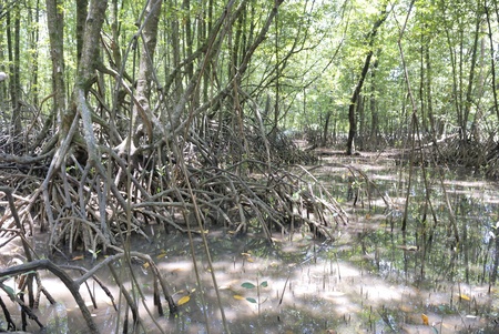 mangrove rootsの写真素材