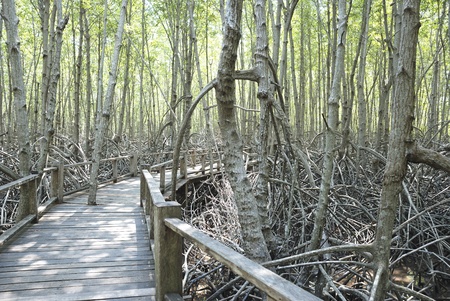 boardwalk in the mangrovesの写真素材