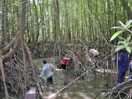 research in the mangrovesの写真素材