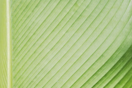 banana leaf