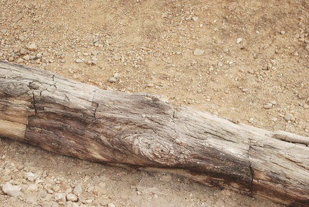petrified woodの写真素材