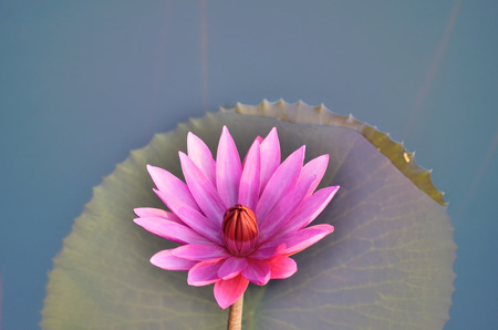 pink lotusの写真素材