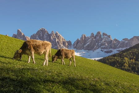 Geisler Mountains in the Dolomites with cows and moonの写真素材