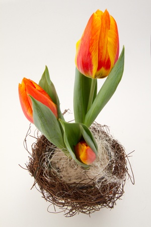 Easter Tulips in a nested potの写真素材