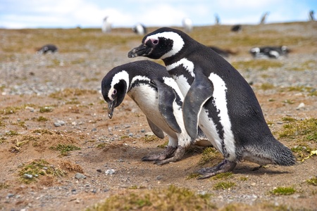 Two penguins looking for a nest on Isla Magdalena near Punta Arenasの写真素材