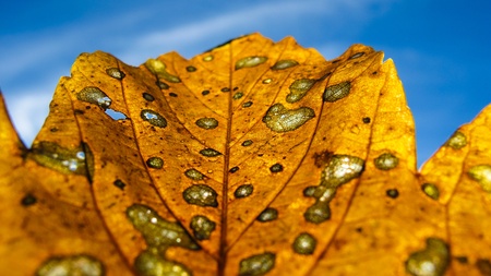 Autumn leaf macro with depth of fieldの写真素材