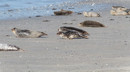Seal on the dune of Helgoland on the way to the seaの写真素材
