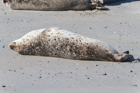 Seal on the dune of Helgoland relaxing closeの写真素材