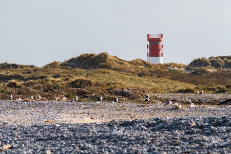 Lighthouse on the dune of Helgoland with seagulls and pebblesの写真素材