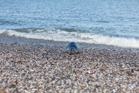 Seal on the dune of Helgoland coming from the seaの写真素材