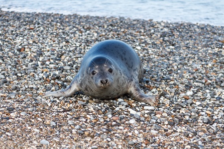 Seal on the dune of Helgoland posing to the camの写真素材