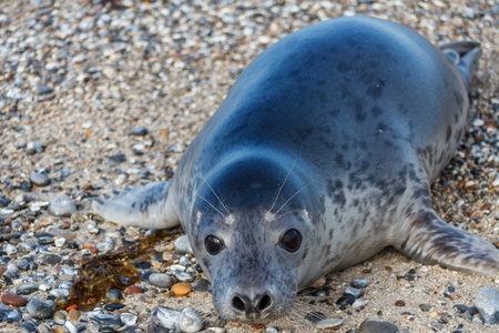 Seal on the dune of Helgoland posing to the camの写真素材