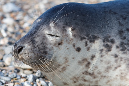 Seal on the dune of Helgoland posing to the camの写真素材