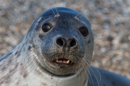 Seal on the dune of Helgoland posing to the camの写真素材