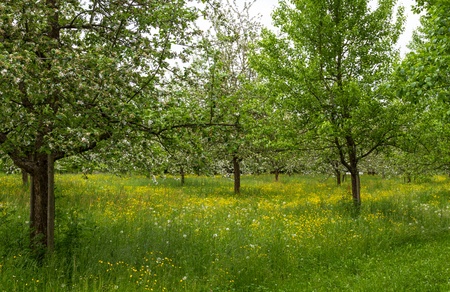 Blooming apple trees in spring with yellow flowers