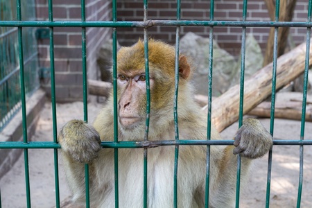 Sad looking monkey in his cage staring somewhere