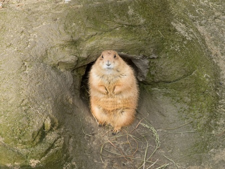 Prairie dog looking at you from his cave