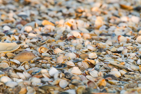 Shells on the beach evening sun