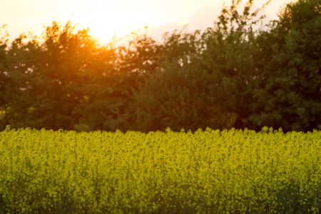 Cornfield at sunset with trees in warm atmosphereの写真素材