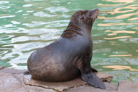 Sea lionの写真素材