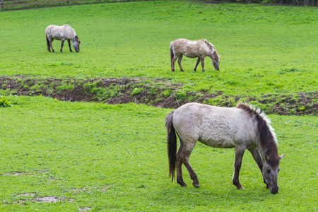 3 Tarpan horses on a meadowの写真素材