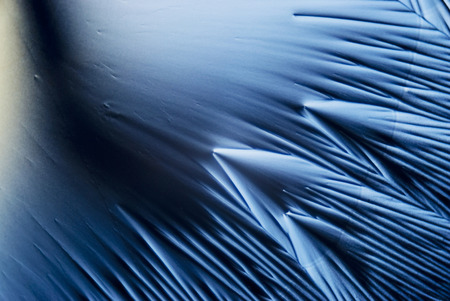 microphoto: microcrystals of ascorbic acid in polarized lightの写真素材
