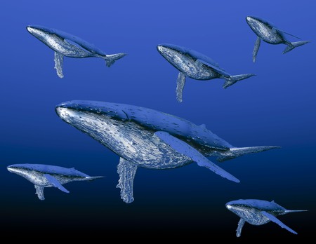 Digital visualization of humpback whaleの写真素材