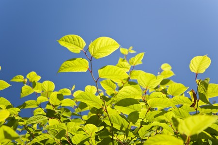 close up of green leavesの写真素材