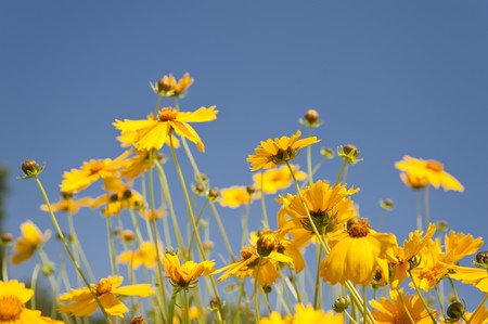 close up of colorful flowersの写真素材