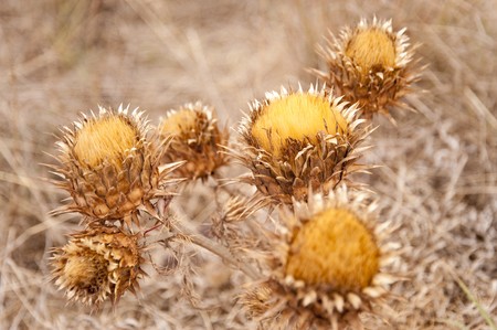 flowerの写真素材