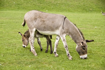 Donkeys on a green meadowの写真素材