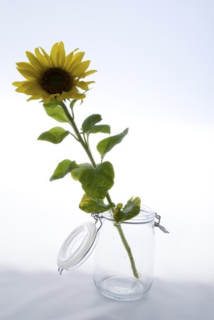 Detail of a sunflowerの写真素材