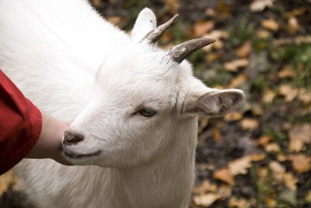 Close up of a goatの写真素材