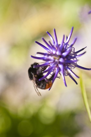 Deatil of a flower on a meadowの写真素材