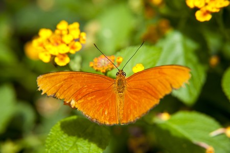 close up of a butterflyの写真素材