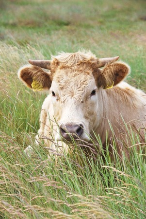 Cow in St. Peter-Ording, Germanyの写真素材