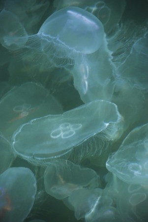 Invasion of jellyfish