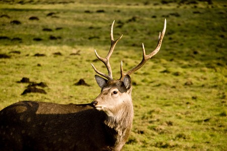 stag with antlers on a meadowの写真素材