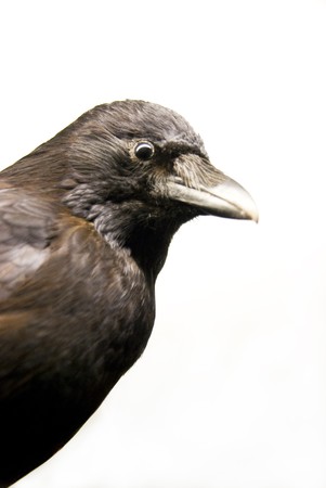 close up of a crowの写真素材