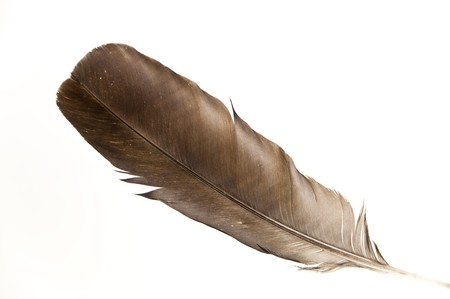 close up of a featherの写真素材