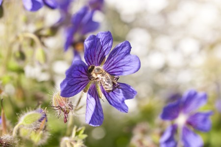 Deatil of a flower on a meadowの写真素材