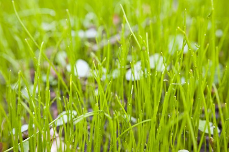 Detail of growing grass in spring