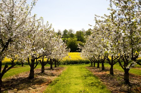 Chreey blossom in schleswig-Holstein, Germanyの写真素材