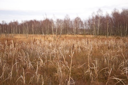 moorlands near neumünster / germany