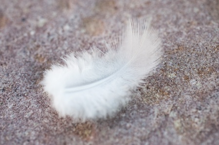 close up of a featherの写真素材
