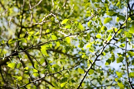 tree in springtimeの写真素材